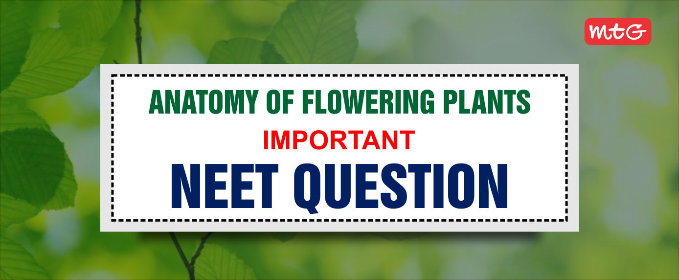 Anatomy of Flowering Plants NEET Questions