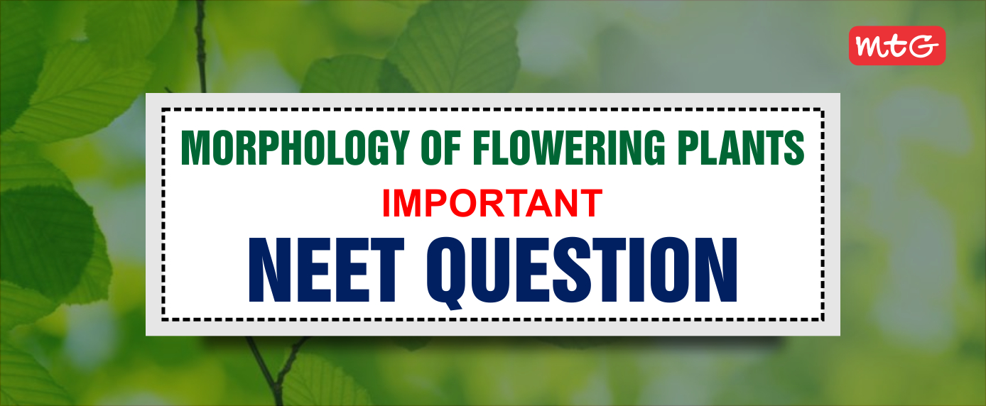 morphology of flowering plants neet questions