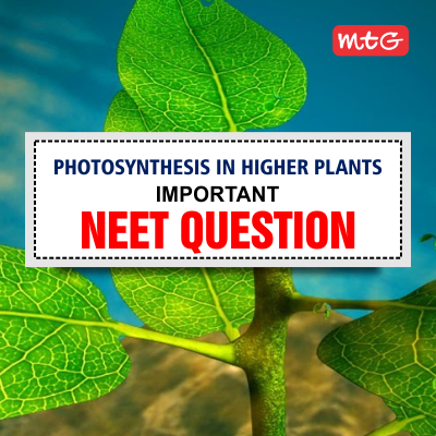 higher order thinking questions about photosynthesis